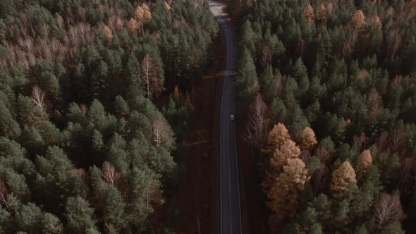 Closeup road between yellow and green autumn forest