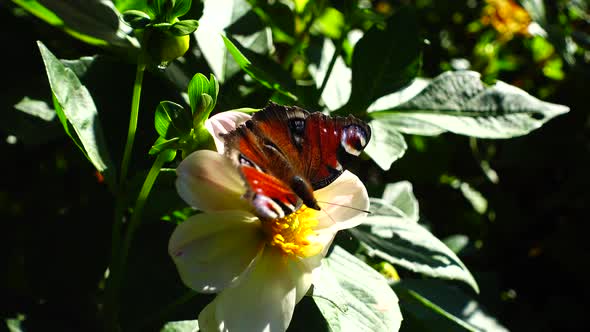 Butterfly on a flower. Shooting close-up. Reflection.