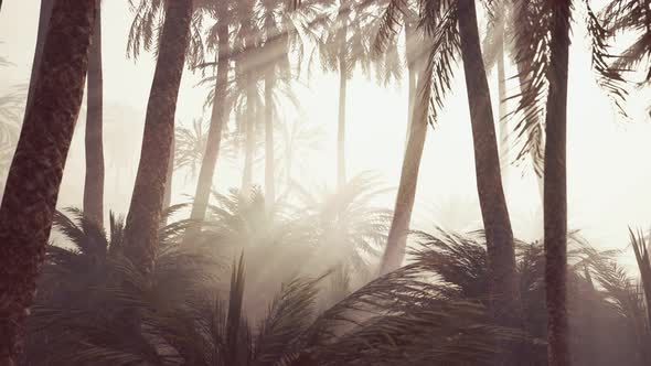 Coconut Palms in Deep Morning Fog