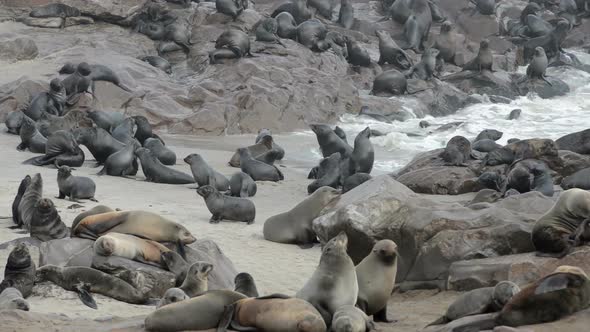 One of the Largest Colonies of Fur Seals in the World