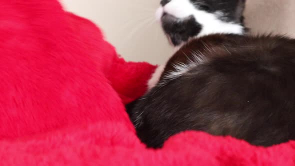 Person Teases A Resting Bicolor Cat On A Red Blanket - close up