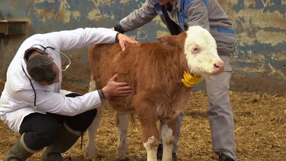 Veterinary calf treatment.