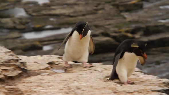 Rock Hopper Penguins Shot In The Falkland Islands