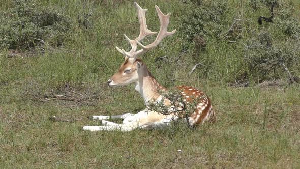 young reindeer chilling in the sun