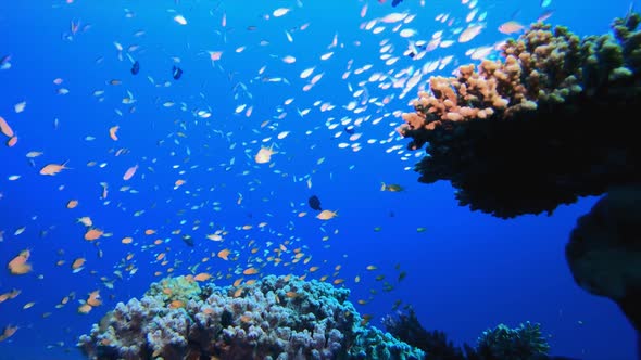 Underwater Tropical Sea Seascape