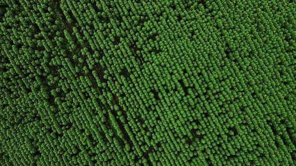 Drone shot over young sunflower rots swaying in the wind