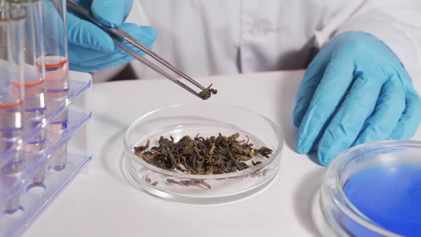 Lab Technician Conducts a Tea Quality Determination in a Modern Laboratory