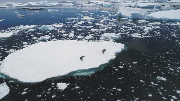 Antarctic Crabeater Seal Rest Iceberg Aerial View