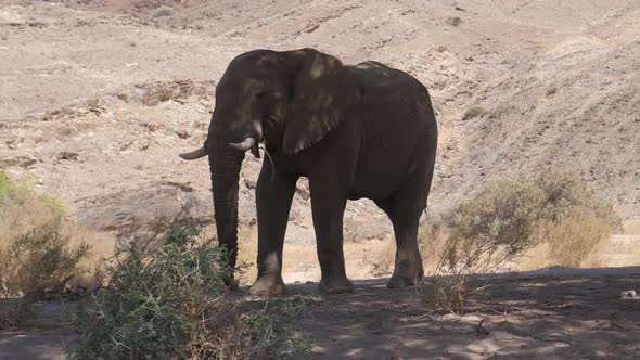 Lonely elephant standing in the shadow of a tree