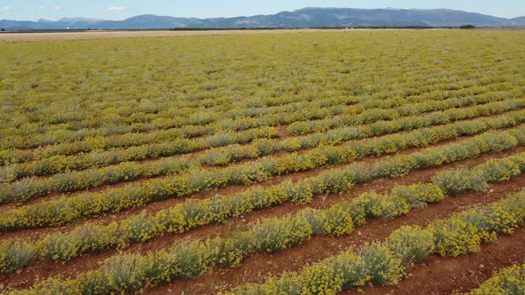 Helichrysum Italicum or curry plant yellow flowers agriculture cultivation aerial view