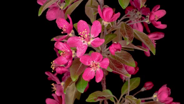 Blooming Ornamental Paradise Apple Tree Malus