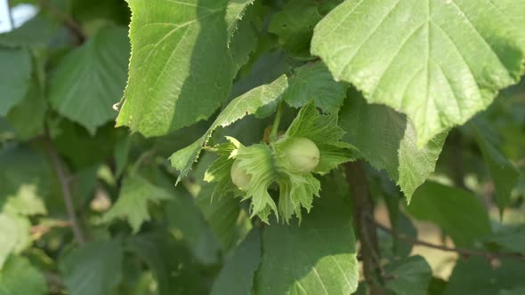 Hazelnut Trees Agriculture Field, Close up on Nuts