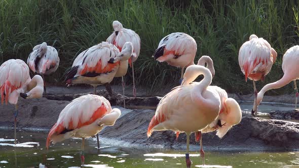 Flamingos in small pond grooming themselves