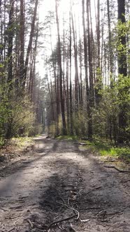 Vertical Video of a Road in the Forest