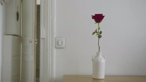 Red rose on a table in an apartment