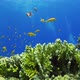 Tropical Fish on Vibrant Coral Reef - VideoHive Item for Sale