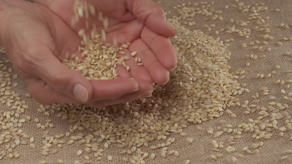 Barley seeds falling on woman hands slow motion, organic agriculture