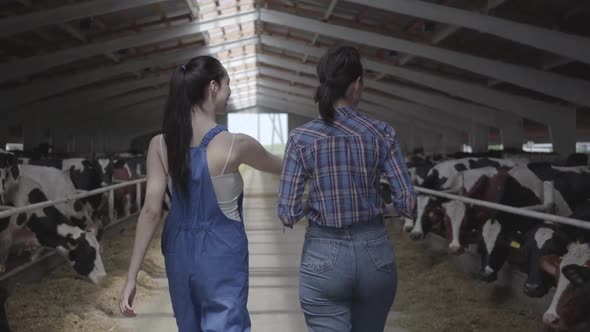 Young Girls Farmers Making a Tour of the Barn with Cows on the Farm. Girl Farmer Shows the Visitor