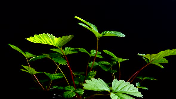 Strawberry leaves on a black background.