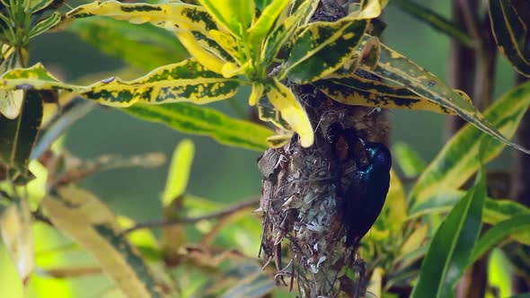 Purple sunbird in Bardia national park, Nepal