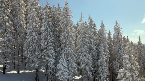 Aerial View of Tall Pine Trees Covered with Fresh Fallen Snow in Winter Mountain Forest on Cold