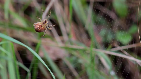 Spider making a web. Danger, hunter, predator. Spider insect behavior. Making a dangerous trap.