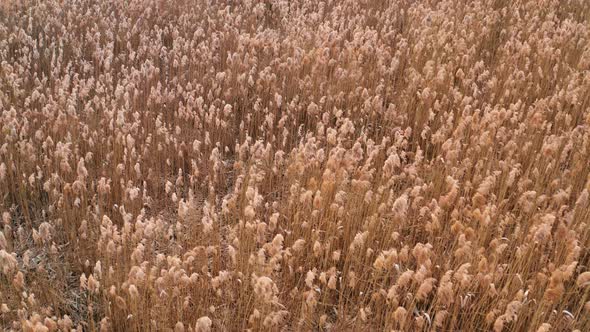 Gray Reeds