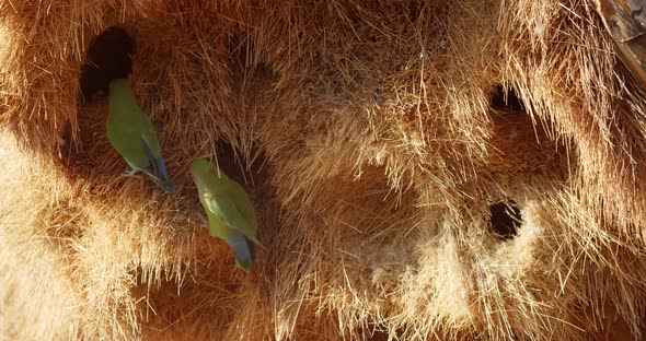 Wildlife of Africa, small parrots are crawling in their nest in the quiver tree