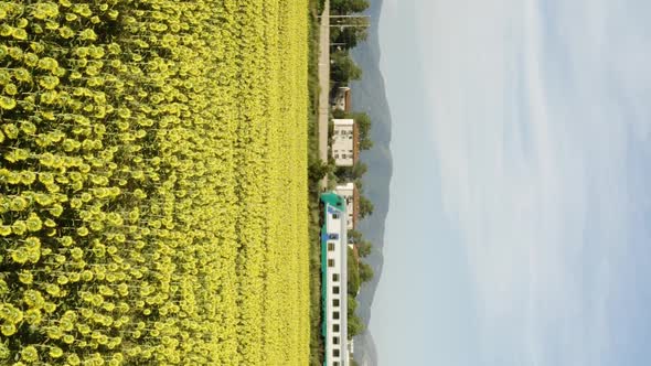 Vertical video of Train transit in Sunflowers Field