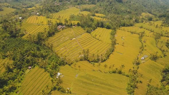 Landscape with Rice Terrace Field Bali, Indonesia