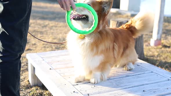Girl Playing With The Corgi On A Lawn 9 alt