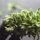 Harvest Weed Time Has Come. The Sugar Leaves on Buds . Trim Before Drying. Growers Trim Their Pot - VideoHive Item for Sale