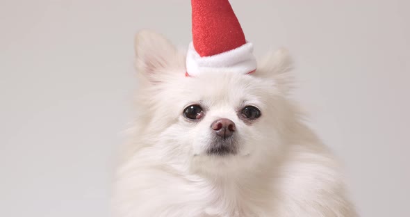 Pomeranian Dog Wearing Santa Claus Hat