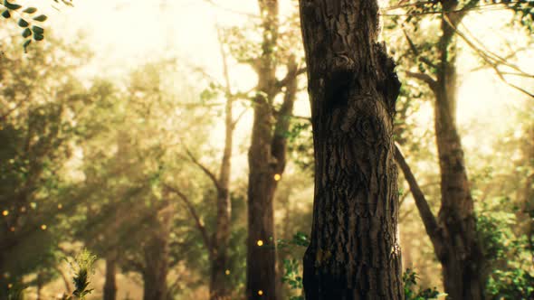 Rays of Sunlight in a Misty Forest in Autumn