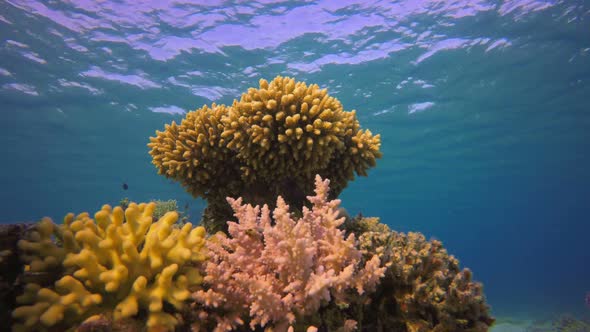 Blue Sea Water and Hard Coral