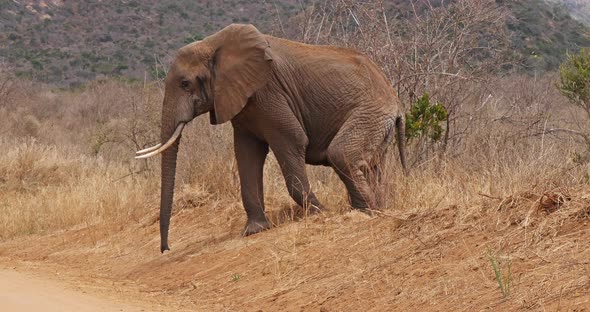 African Elephant, loxodonta africana, Adult in savannah, Tsavo Park in Kenya, Real Time 4K