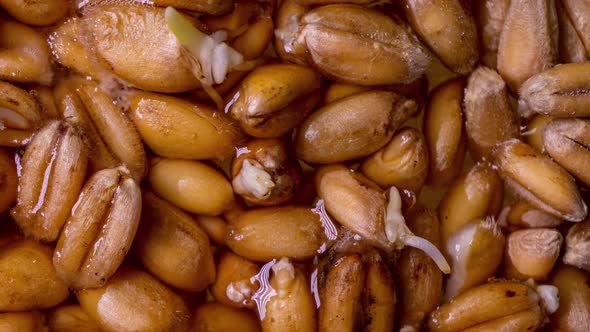 Wheat Germination Process in Time Lapse, Macro Shooting, Life Start Concept