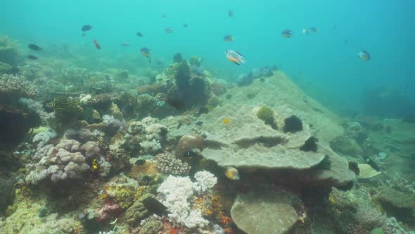 Coral Reef and Tropical Fish