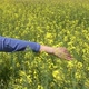 Girl Walking In Canola Field - VideoHive Item for Sale