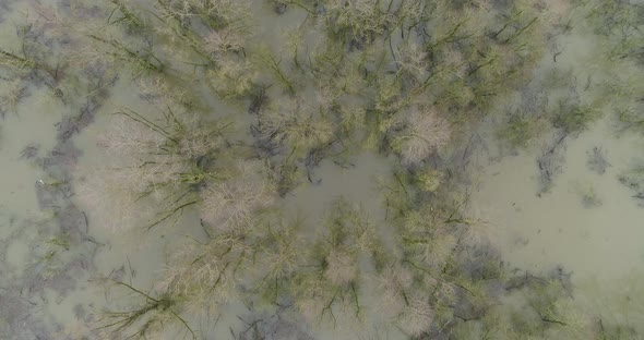Aerial view of forest in high water in the river Waal, Gelderland, Netherlands.