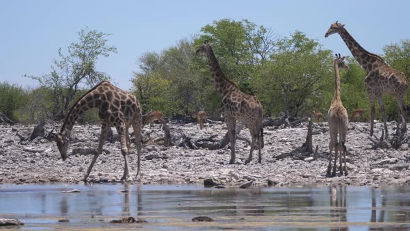 Herd of giraffe around a pond