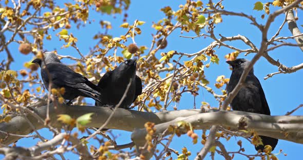 Western jackdaw (Coloeus monedula), perched on a platanus