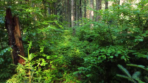 Nature Spring Forest Sunny Magical Powerful Green Trees in the Morning Time