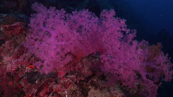 Pink soft coral on coral rock at tropical coral reef in the Philippines