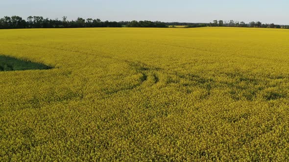 Low quadcopter flight over a field of yellow flowering rapeseed.