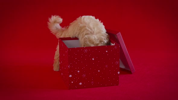 Little Puppy Playing with a Box of Christmas Presents on a Red Background