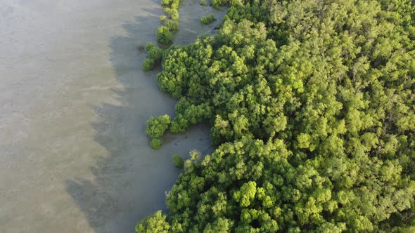 Drone view green mangrove swamp