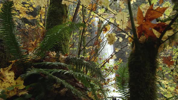 Waterfall viewed through colorful and lush foliage