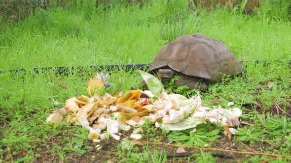 Old big tortoise on farm retreats into his shell defensively