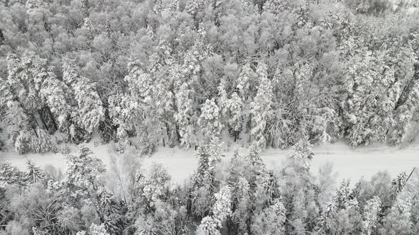 Effectively Snowcovered Winter Forest in Cool Weather Aerial View